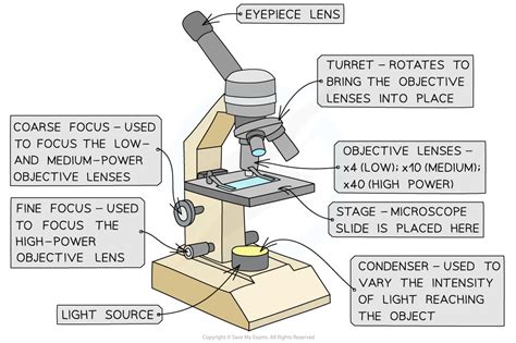 AQA A Level Biology复习笔记3.2.3 Looking at the Gas Exchange under the Microscope-翰林国际教育