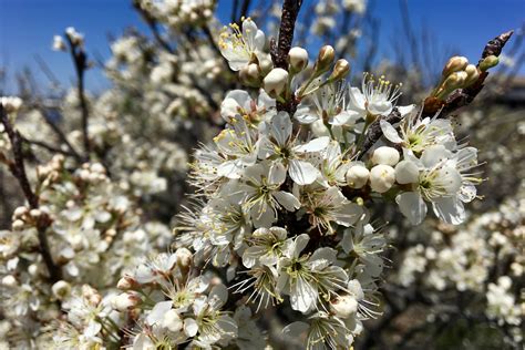 Beach plum (Prunus maritima) – Seashore to Forest Floor