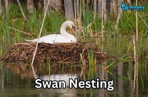 Swan Nesting 101: Everything You Need to Know