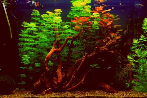 Blackwater Aquarium Setup: A Complete Tank Guide