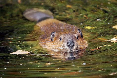 Beaver | The Canadian Encyclopedia