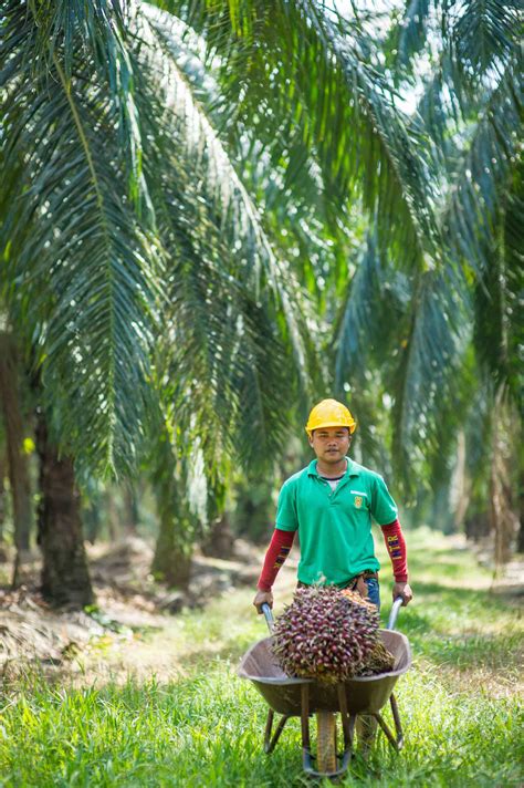 Working Together for Malaysian Palm Oil