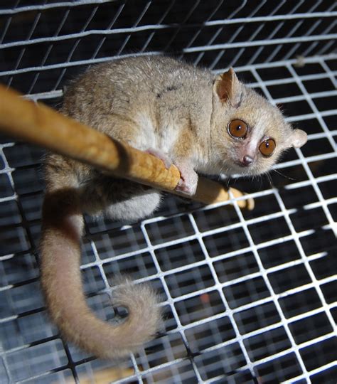 File:Gray Mouse Lemur 1.JPG - Wikipedia, the free encyclopedia