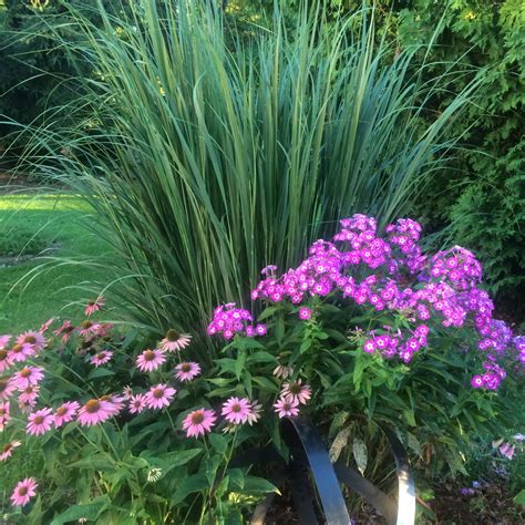 Ornamental Grasses & Vines – Kentwood Gardens