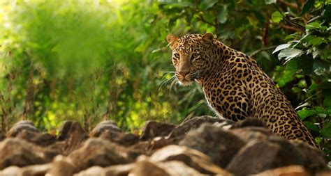 a large leopard sitting on top of a pile of rocks next to some green trees