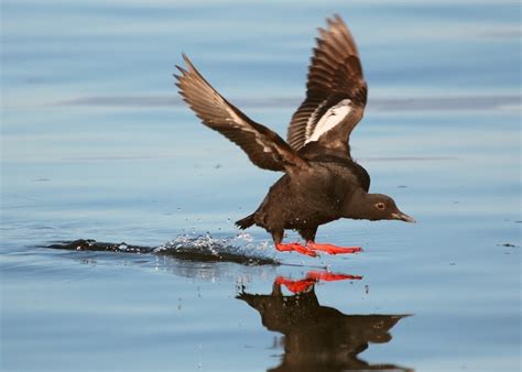 Pigeon Guillemot | Audubon Field Guide