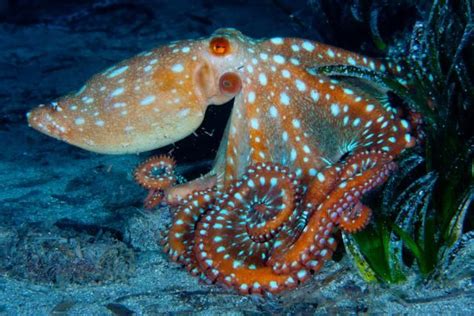 Octopus Facts: Habitat, Behavior, Diet | Octopus facts, Octopus, Octopus tattoo design