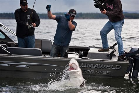 Picture Window photo blog : Shark fishing, Willapa Bay, Wa.