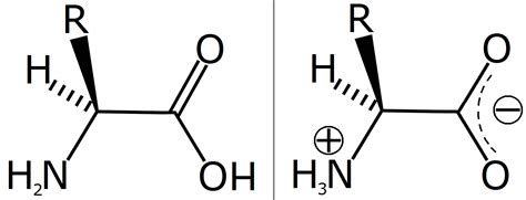 Amino acids - Psychology Wiki