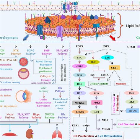 Lipid rafts facilitated signaling in embryonic development and cancer ...