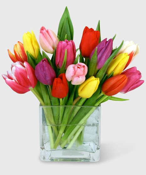 Rainbow Tulips | The Frugal Florist Sudbury MA