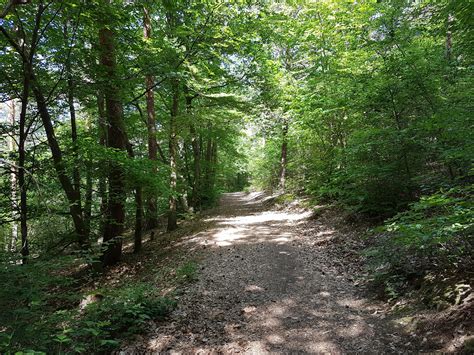 Free stock photo of forest, forest path, nature