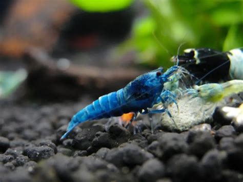 Blue Bolt Shrimp Care, Diet, Breeding, Tank Size, Water Condition