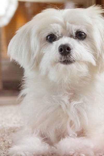 Maltese Dog Names - Wag! | Maltese dogs, Dog names, Maltese