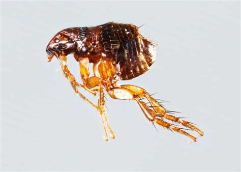 12 Ugly Insects to Avoid (Creepy Facts, Photos) Parasites, Bugs ...