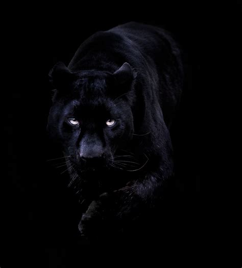 88+ Hd Wallpaper Of Black Panther For FREE - MyWeb