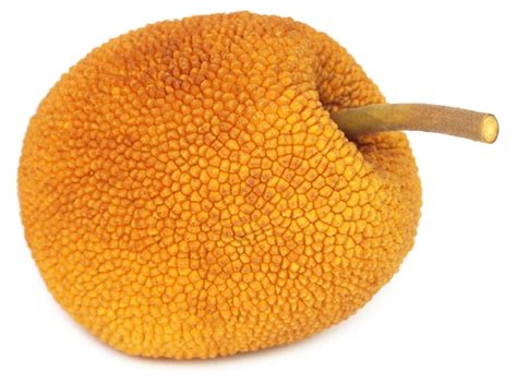 Premium Photo | Wild jackfruit of southeast asia over white background