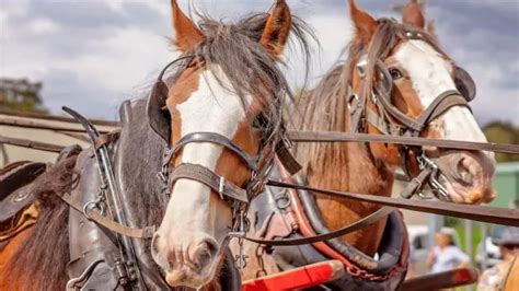 Australian Draught Horse Facts And Information - Breed Profile - AHF