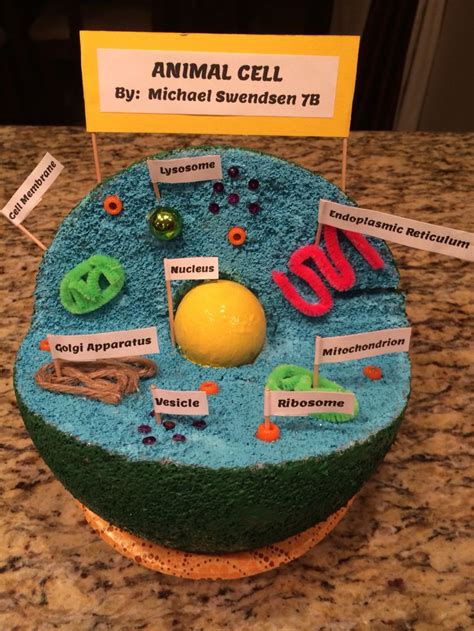 Animal cell, Animal cell project, Animal cells model