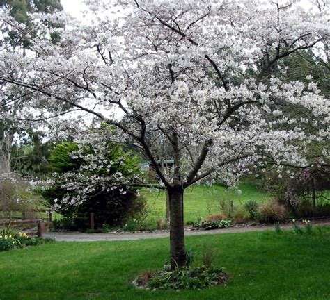 Mexican plum tree | Flowering plum tree, Part shade plants, Flowering trees