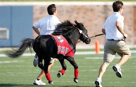 Southern Methodist University Mustangs. Peruna Mustang. The name ...