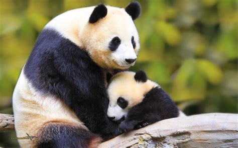 Cute Baby Panda Wallpapers Group (60+)