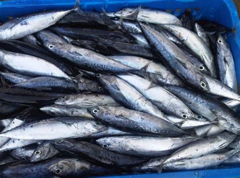 IKAN TONGKOL : Cara Merawat, Budidaya, Pakan, Harga Jual (Lengkap)