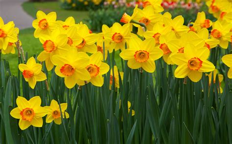 Download Spring Yellow Flower Flower Nature Daffodil HD Wallpaper