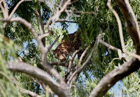 Leopard Bakari - LIONSROCK Big Cat Sanctuary - a FOUR PAWS Sanctuary