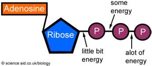 Adenosine-5'-triphosphate (ATP) supplementation boost strength, reduces fatigue - Nutrient Journal