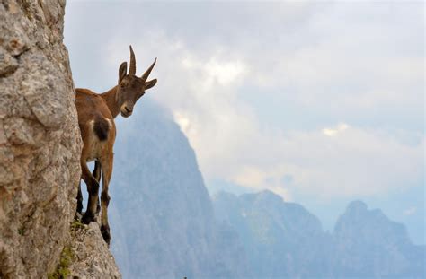 500px Blog » » This Heart-Stopping Photo Captures An Ibex On The Edge ...