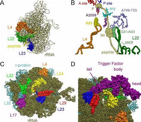 Ribosomal proteins located in the ribosomal tunnel and at the exit... | Download Scientific Diagram