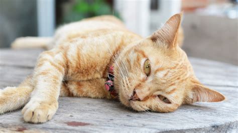 FIV in Cats: Causes, Treatment & Prevention | Pawlicy Advisor