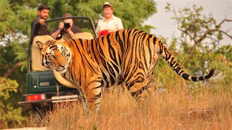 Tiger-Safari-India-IML-Travel-1920x1080 - IML Travel Services