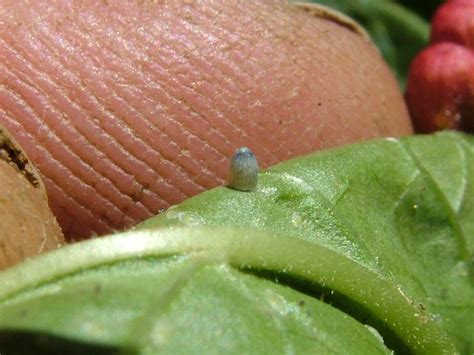 Hop'n Blueberry Farm News: Monarch Eggs Hatching