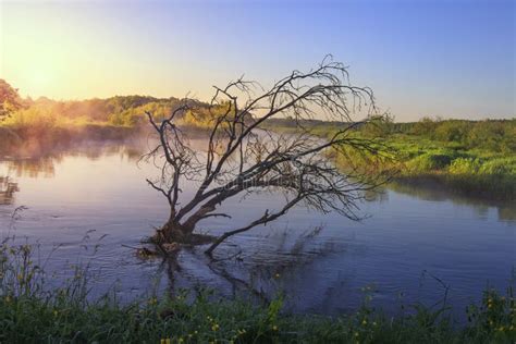 Belarus Nature Landscape. Old Dry Tree in Calm River in the Morning ...