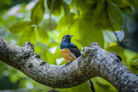 White-rumped Shama: I took this photo of the White-rumped Shama at Foster Botanical Garden in ...