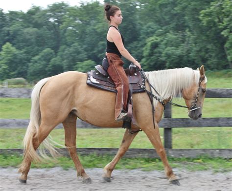 Riding horses for sale in Pennsylvania