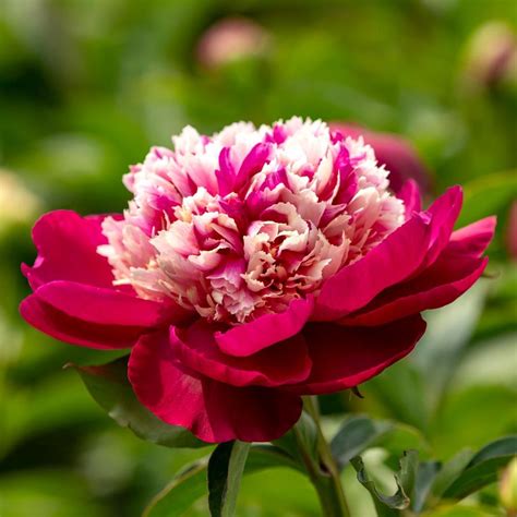 Peony 'White Cap' | White Flower Farm