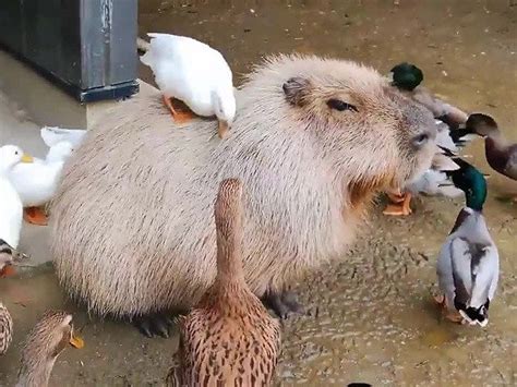 Capybaras Are One Of The Most Friendly Creatures In The Animal Kingdom - I Can Has Cheezburger ...