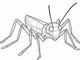 Printable Cricket Coloring Sheet  Page sketch template