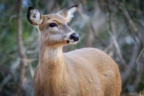 What is a Female Deer Called? [3 Common Names] - World Deer