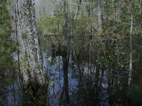 The Haunted Tale of the Dark Swamp | WPRI.com