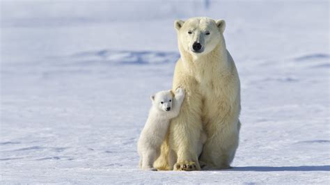 Polar Bear Mother And Cub – Bing Wallpaper Download