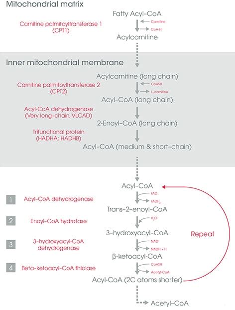 Beta Oxidation Pathway Products