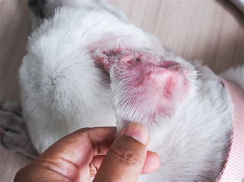 Can A Hematoma In A Dogs Ear Burst