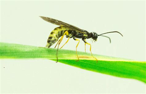 Wheat stem sawfly - Agricultural Biology