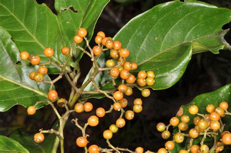 Psychotria plant13 (Rubiaceae) image 55164 at PhytoImages.siu.edu