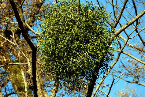 French wildlife and beekeeping: Mistletoe everywhere