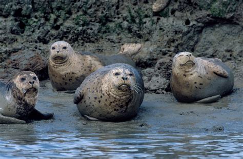 Harbor seal | Animals | Monterey Bay Aquarium